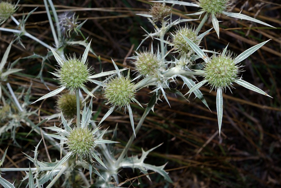 Eryngium campestre 01 by-dpc