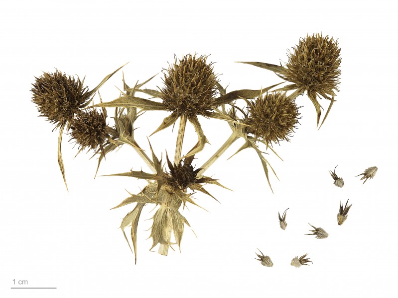 Eryngium campestre MHNT.BOT.2007.40.36