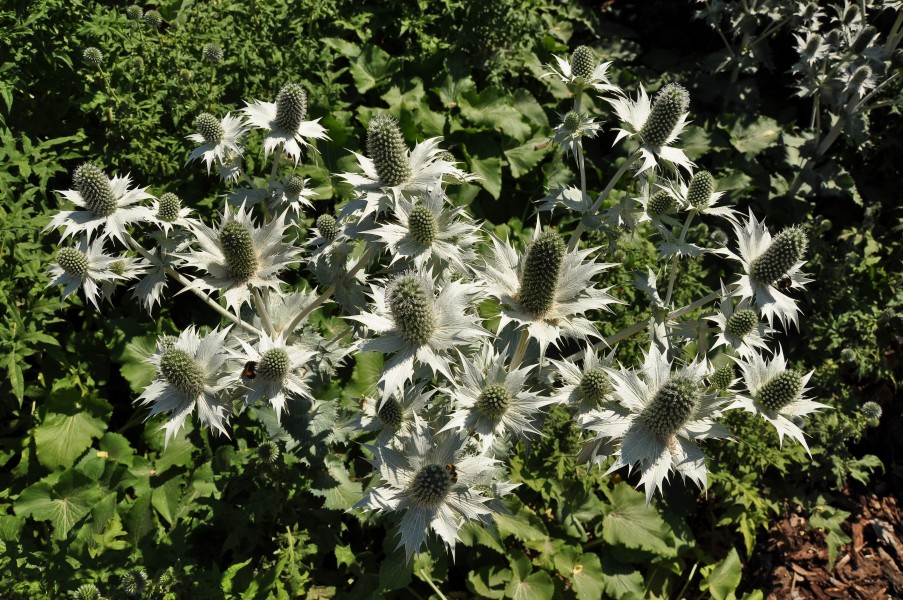 Eryngium giganteum, Thames Barrier Park, London