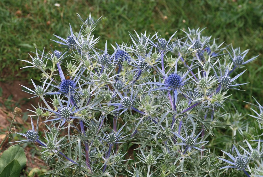 Eryngium July 2011-1