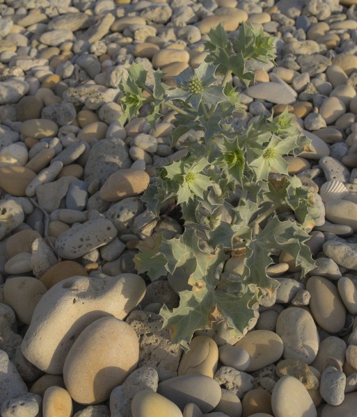 Eryngium maritimum, Vic-la-Gardiole 01