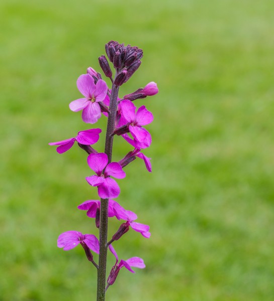 Erysimum 'Bowles Mauve'. Kort levende rijk bloeiende plant. Locatie, Tuinreservaat Jonkervallei