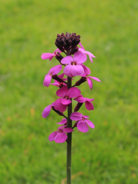 Erysimum 'Bowles Mauve' 02
