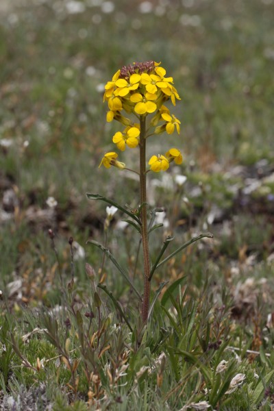 Erysimum arenicola 4711