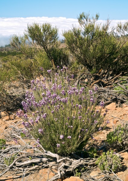 Erysimum bicolor LC0220