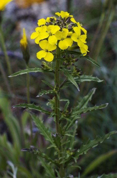 Erysimum Odoratum (Pannonicum)