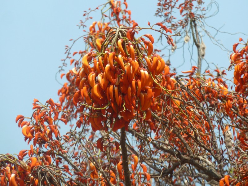Erythrina falcata, bloeiwyses, Manie vd Schijff BT, a
