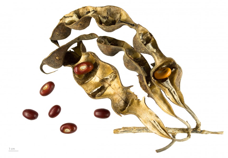 Erythrina flabelliformis MHNT.BOT.2009.13.50
