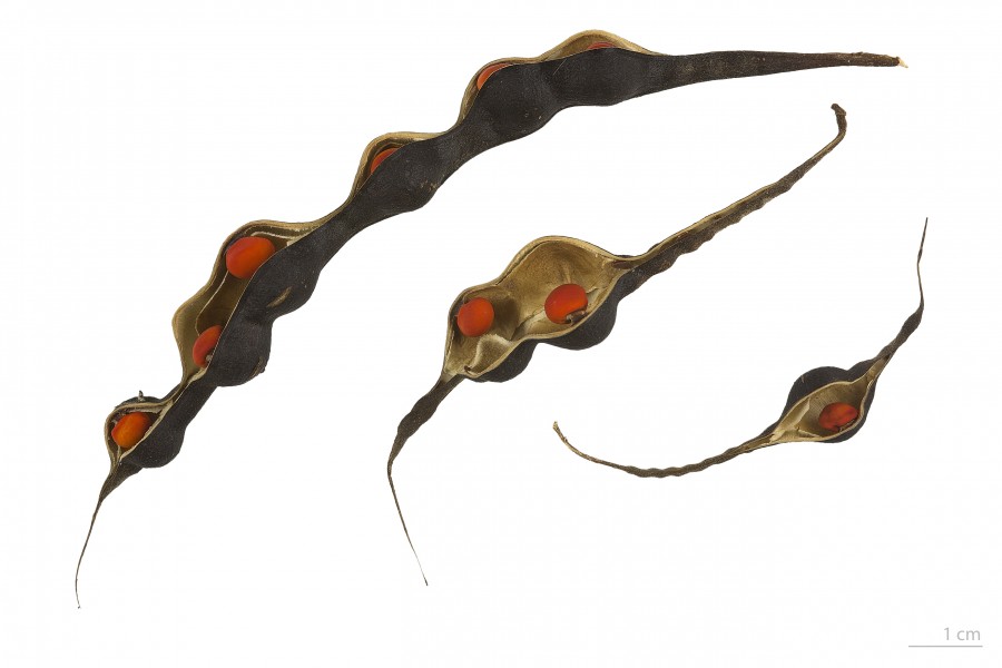 Erythrina humeana MHNT.BOT.2017.10.13