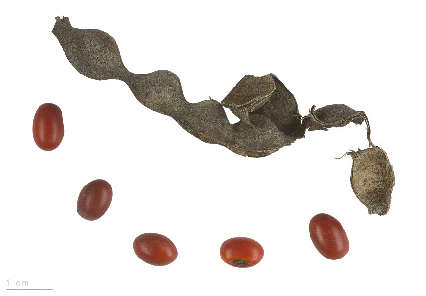 Erythrina lysistemon MHNT.BOT.2007.40.52