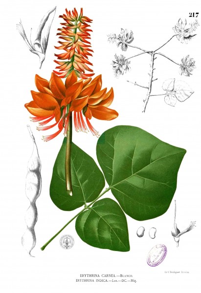 Erythrina variegata Blanco1.217