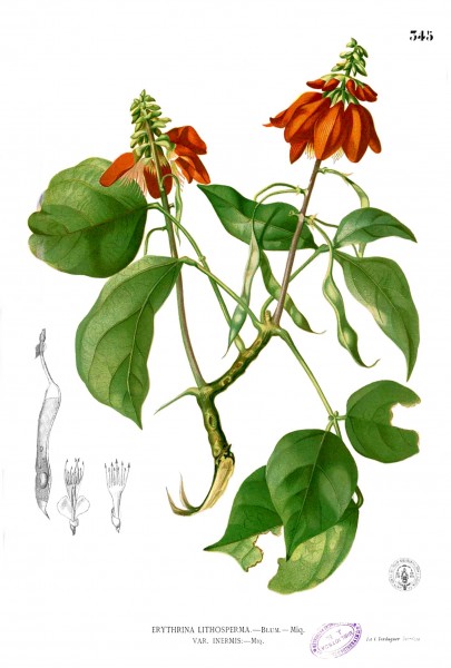 Erythrina variegata Blanco2.345