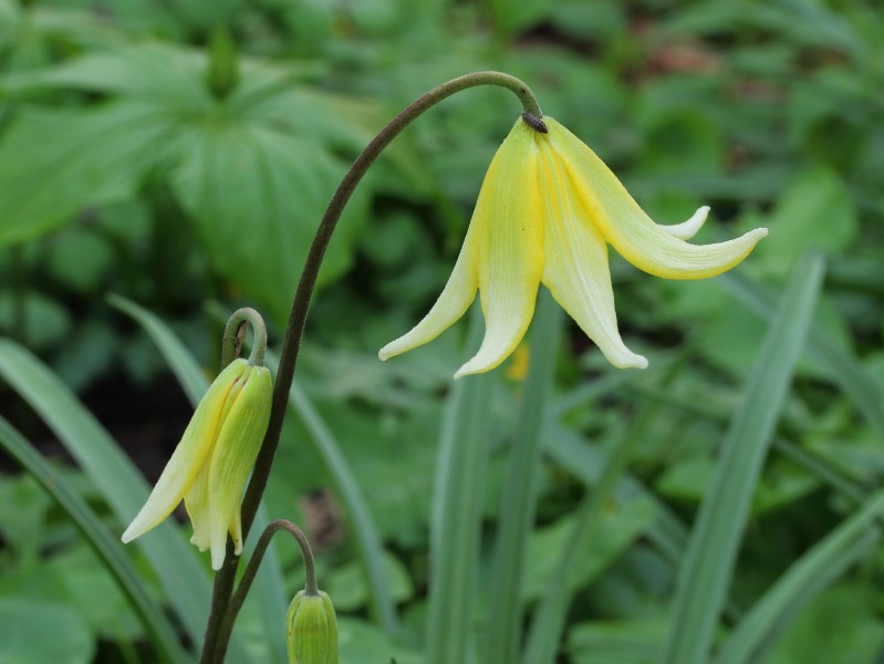 Erythronium ‘Pagoda’ (hondstand) 02