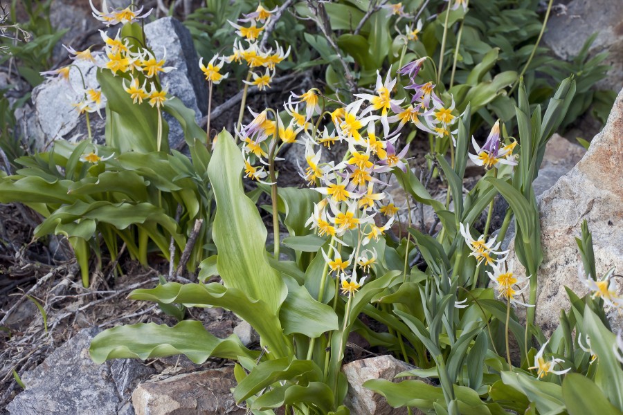 Erythronium pusaterii (Kaweah Lakes fawnlily) (6734524353)