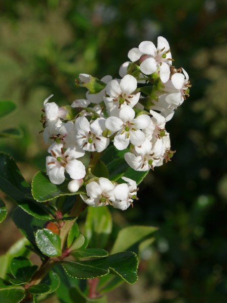 Escallonia FR 2012