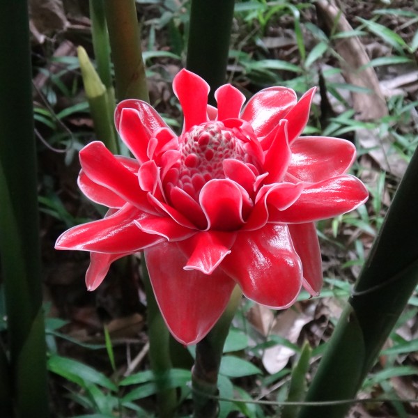 Etlingera elatior-0001 09