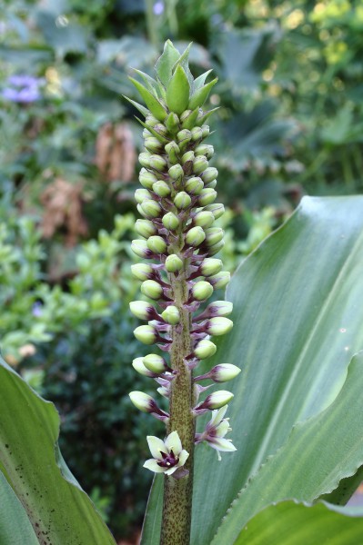 Eucomis