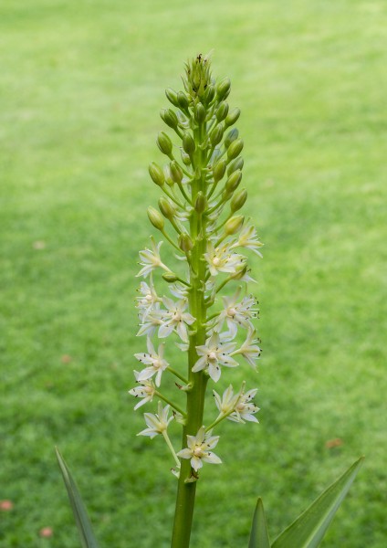 Eucomis 'Pole Evansii' ananasplant. Locatie. Tuinreservaat Jonkervallei 01