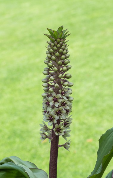 Eucomis montana Locatie. Tuinreservaat Jonkervallei 03
