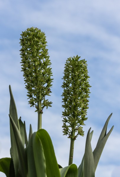 Eucomis pole-evansii. Familie Asparagaceae. (actm.) Locatie, Tuinreservaat Jonkervallei 01