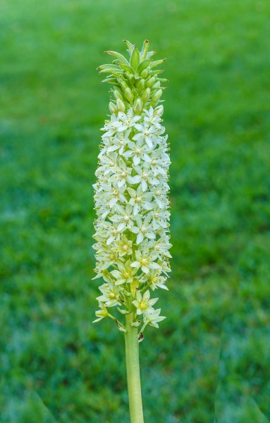 Eucomis pole-evansii. Familie Asparagaceae. (d.j.b.) Locatie, Tuinreservaat Jonkervallei 03
