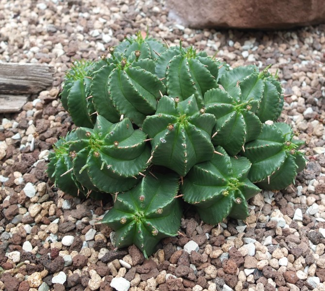 Euforbia meloformis