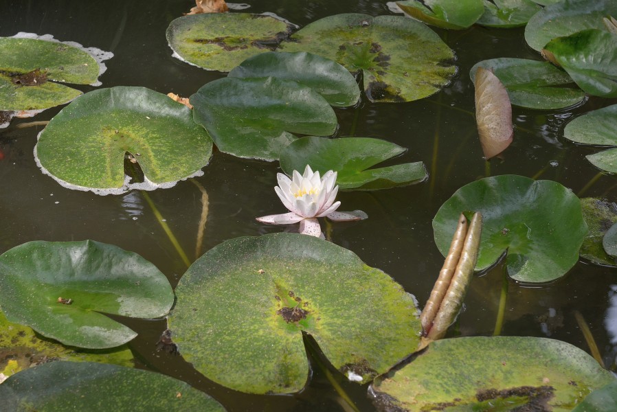 Eugénie-les-Bains Nymphaea alba