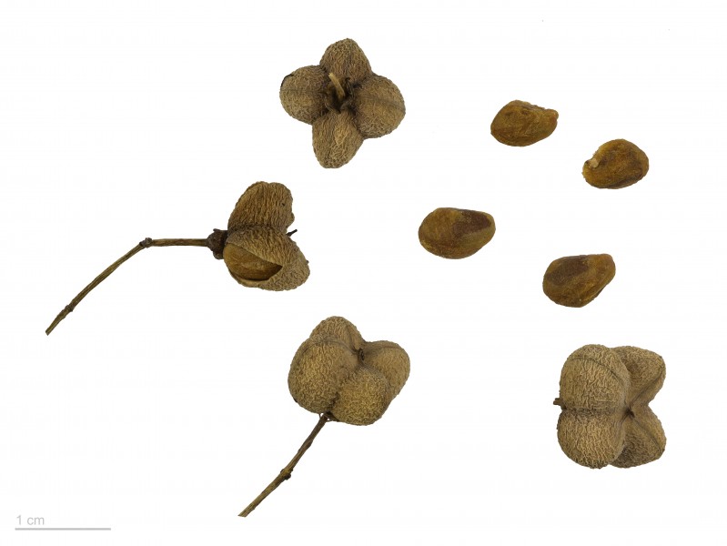 Euonymus europaeus MHNT.BOT.2007.40.57