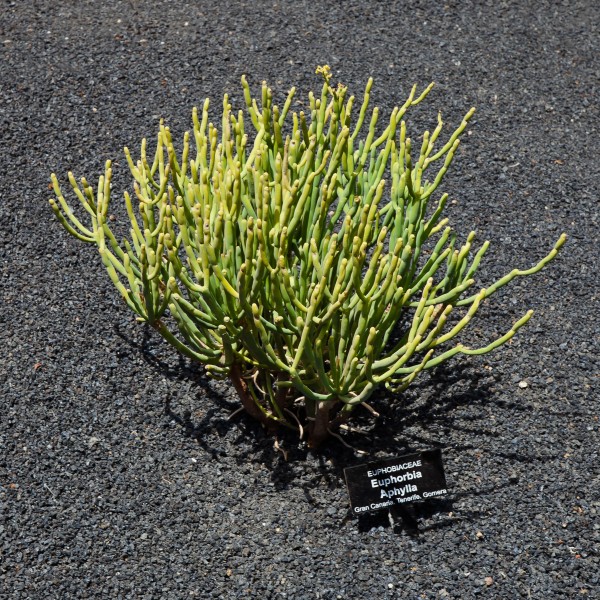 Euphorbia aphylla - Guatiza - Jardín de Cactus - Lanzarote - J28