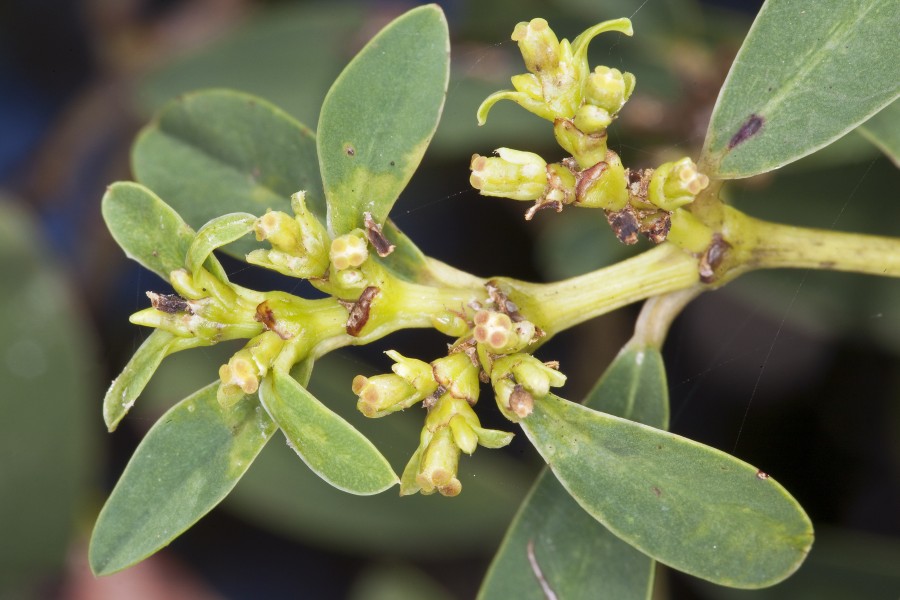 Euphorbia atrococca (koko) (7828094446)