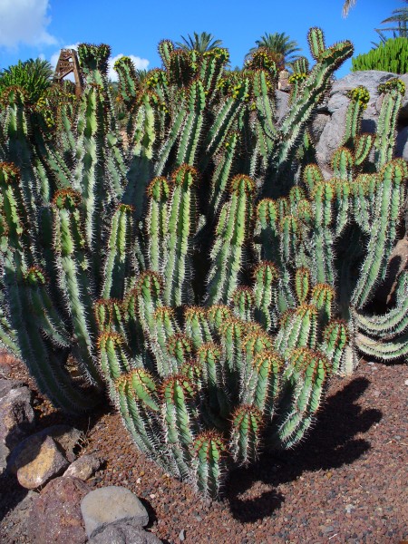 Euphorbia avasmontana 01