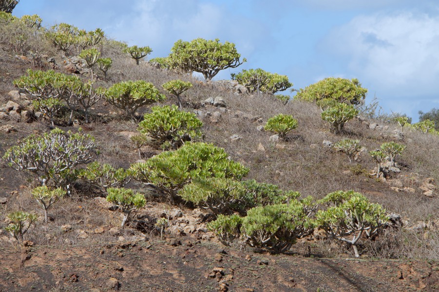 Euphorbia balsamifera - Lanzarote - 01