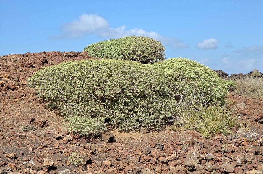 Euphorbia balsamifera - Lanzarote - 02
