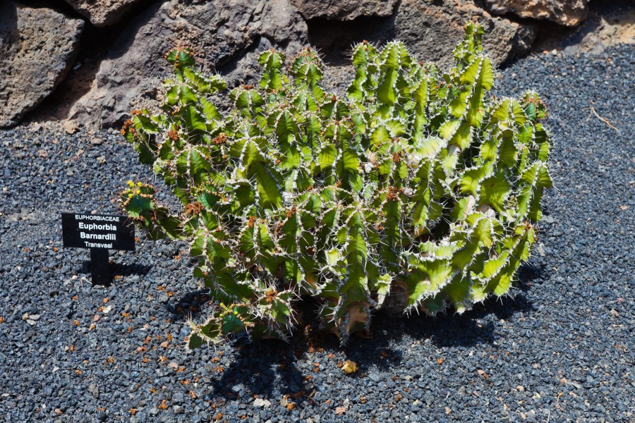 Euphorbia barnardii- Jardín de Cactus - Lanzarote - J14