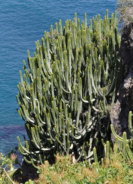 Euphorbia canariensis qtl1
