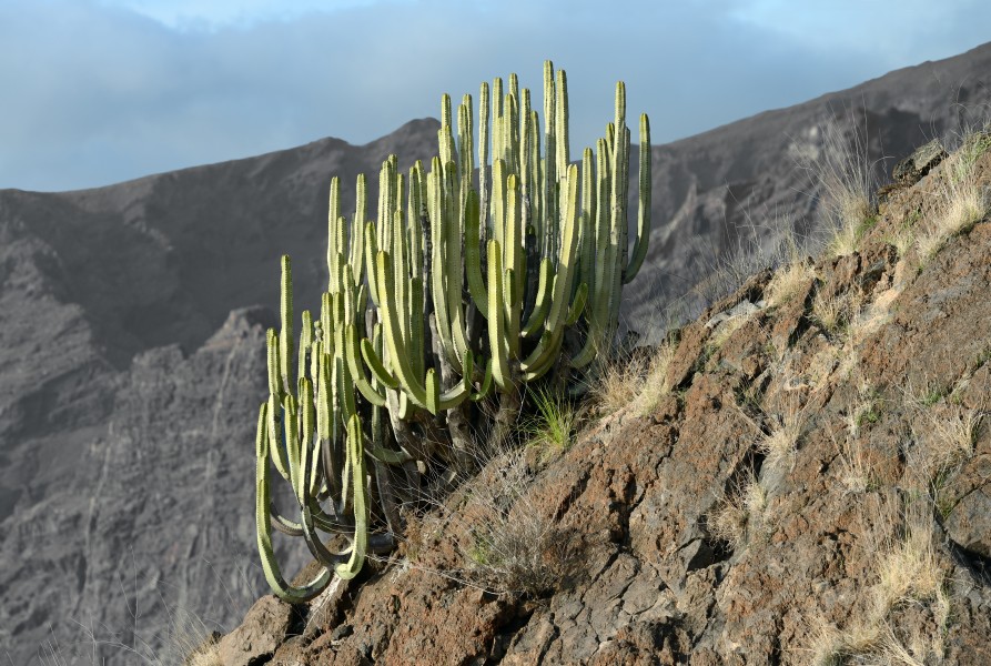 Euphorbia canariensis Tenerife 2012