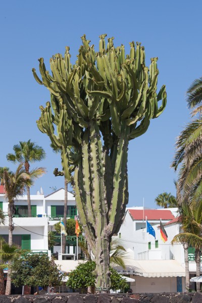 Euphorbia candelabrum. Avenida de las Playas. Puerto del Carmen. Lanzarote