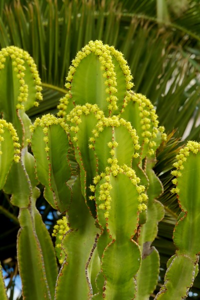 Euphorbia candelabrum 002