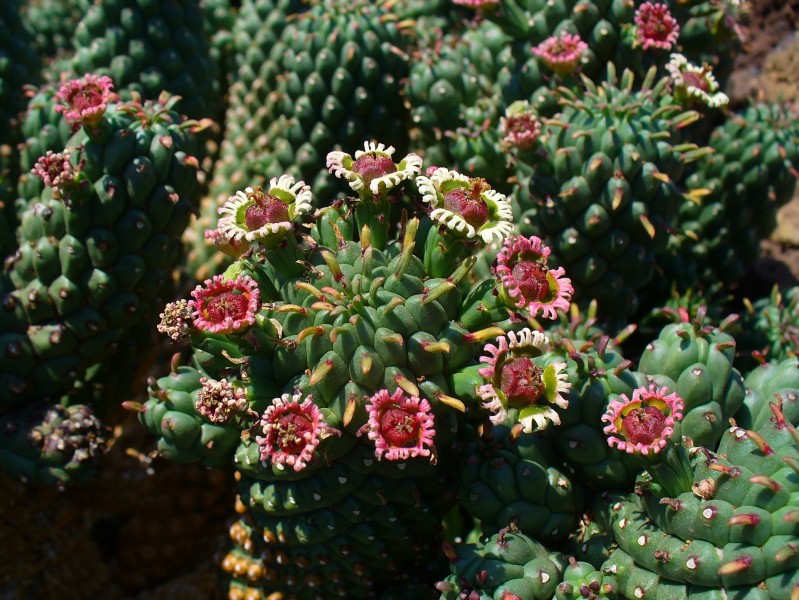 Euphorbia caput-medusae 01