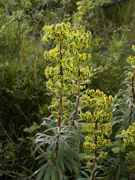 Euphorbia characias (habitus)