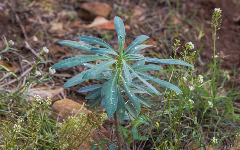 Euphorbia characias, Sète 01