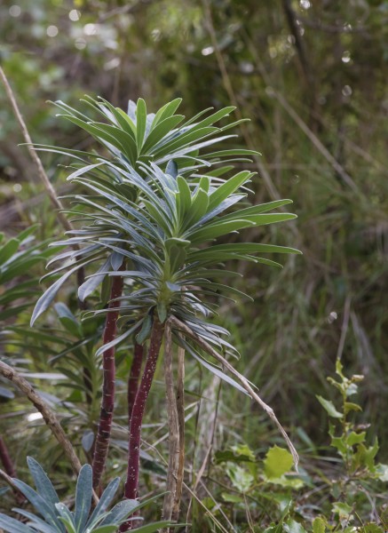 Euphorbia characias, Sète 04