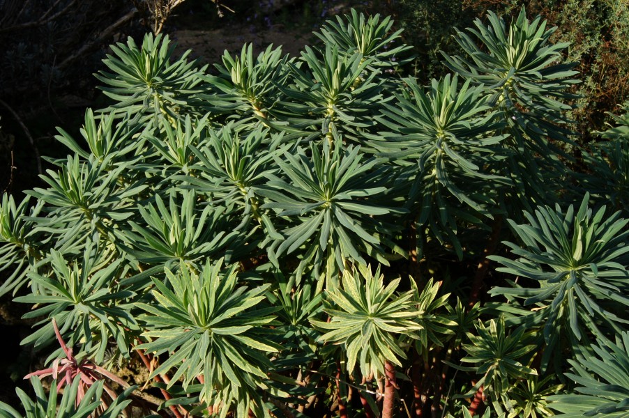 Euphorbia characias JdP