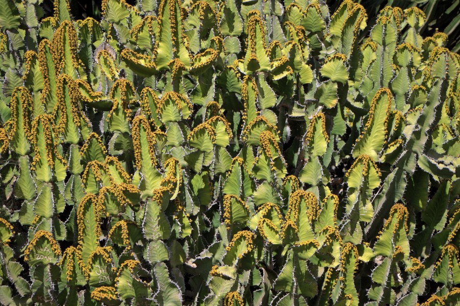 Euphorbia cooperi - Oasis Park