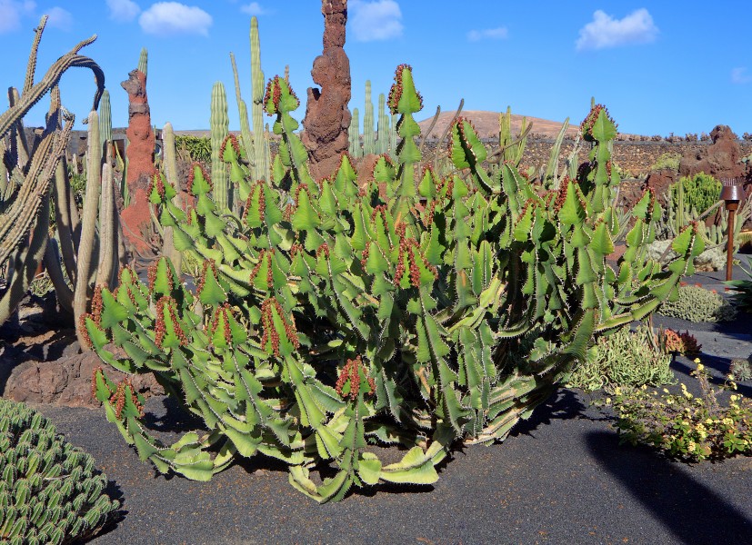 Euphorbia cooperi 001