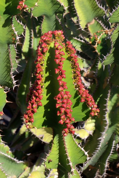 Euphorbia cooperi 002