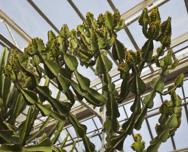 Euphorbia cooperi, Jardín Botánico de Múnich, Alemania, 2013-01-27, DD 01