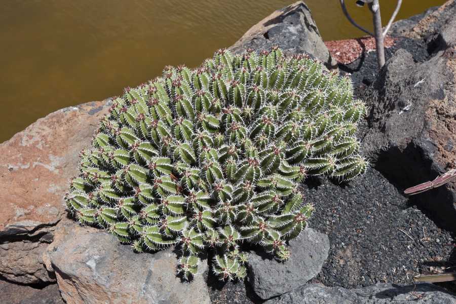 Euphorbia echinus - Guatiza - Jardín de Cactus - Lanzarote - J27