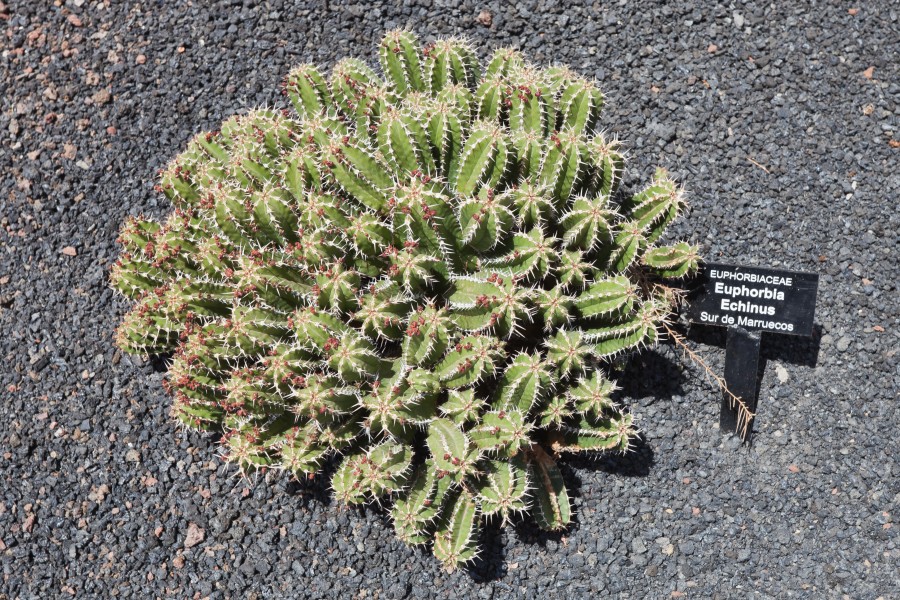 Euphorbia echinus - Jardín de Cactus - Lanzarote - J16