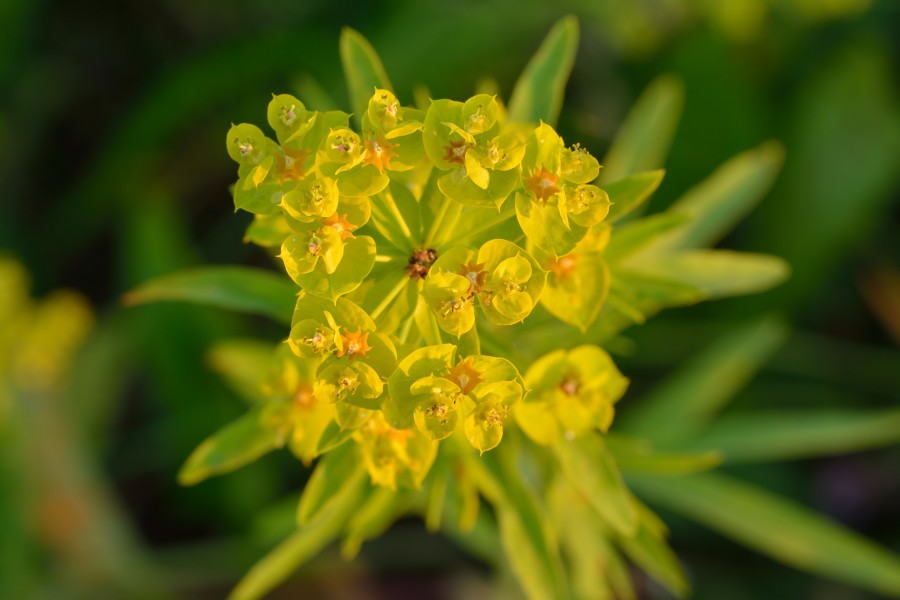 Euphorbia esula - kibe piimalill